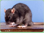 rat control Preston