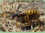 wasp control Preston