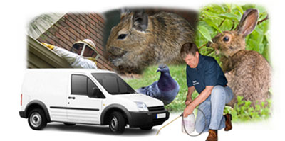 Preston local van